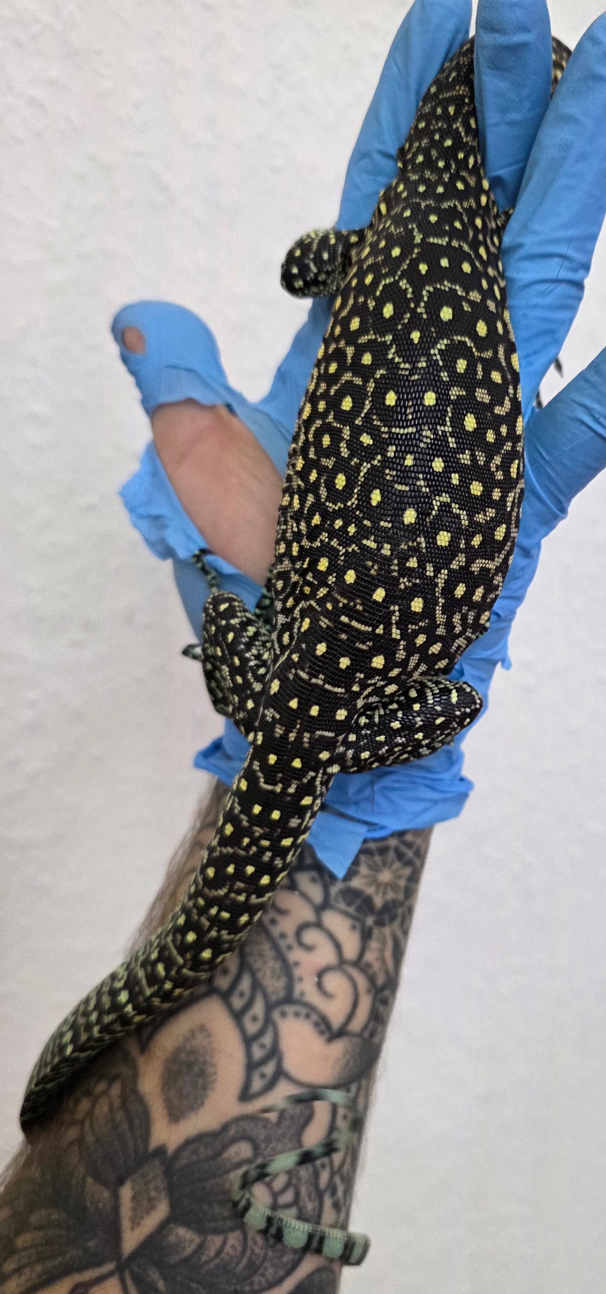 Blauschwanzwaran / Varanus doreanus