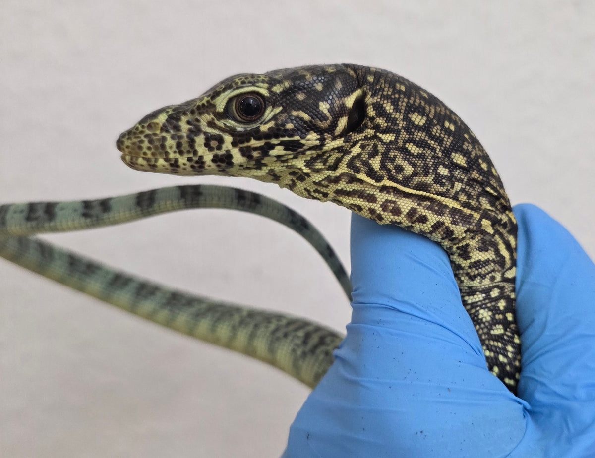 Blauschwanzwaran / Varanus doreanus