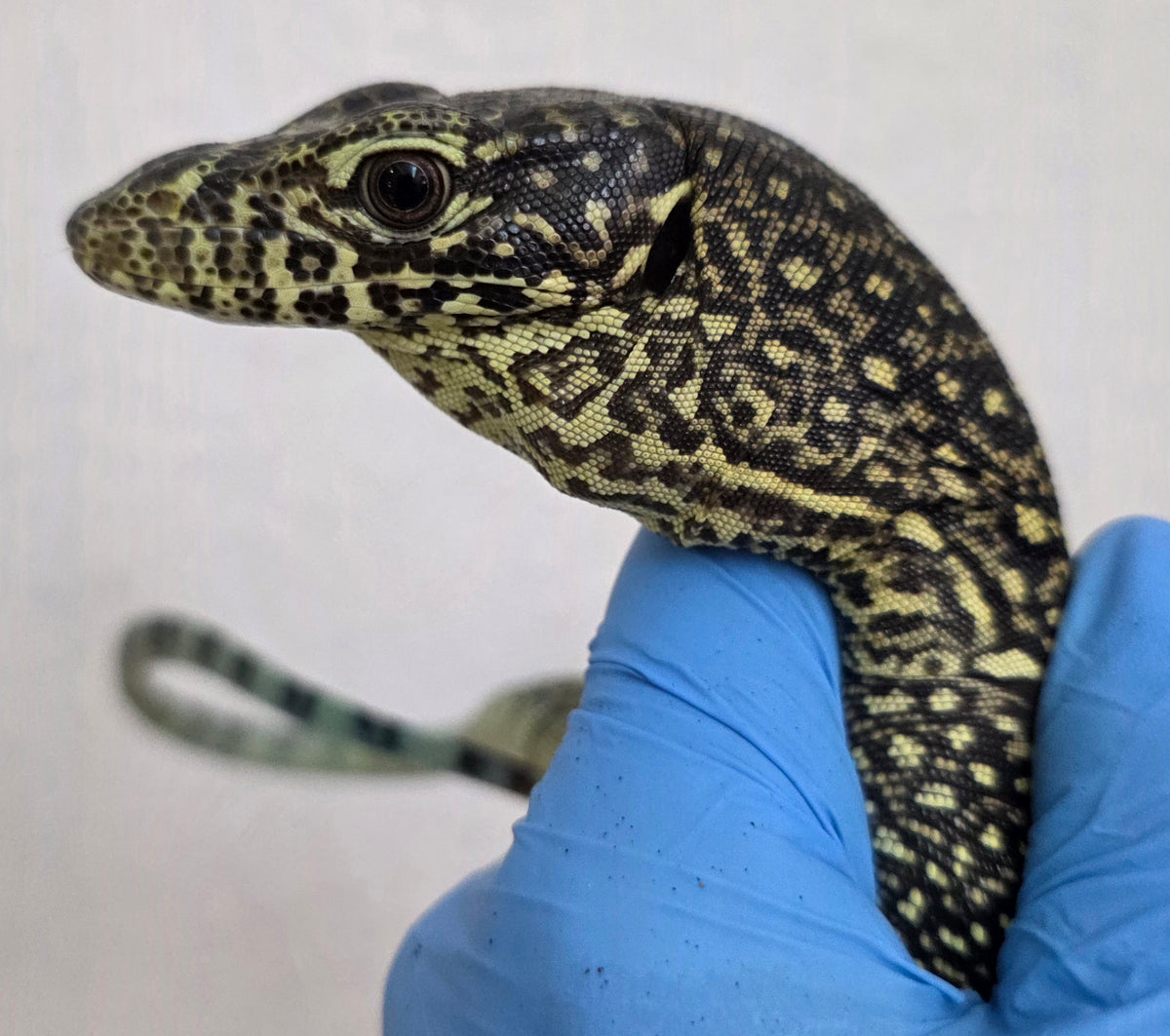 Blauschwanzwaran / Varanus doreanus