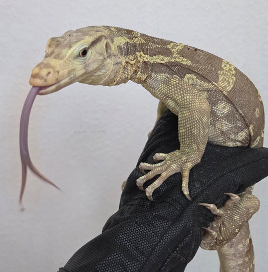 Bindenwaran / Varanus salvator