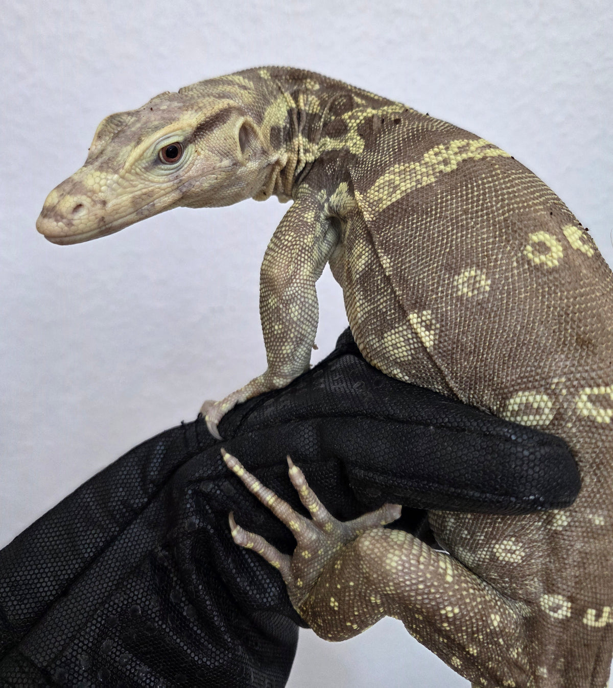 Bindenwaran / Varanus salvator