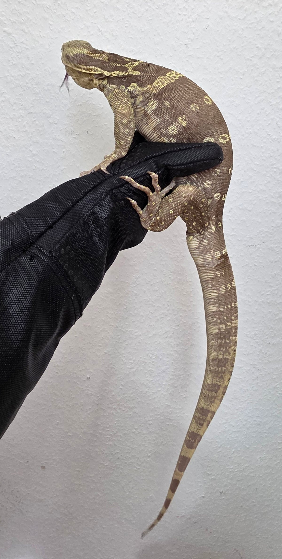 Bindenwaran / Varanus salvator