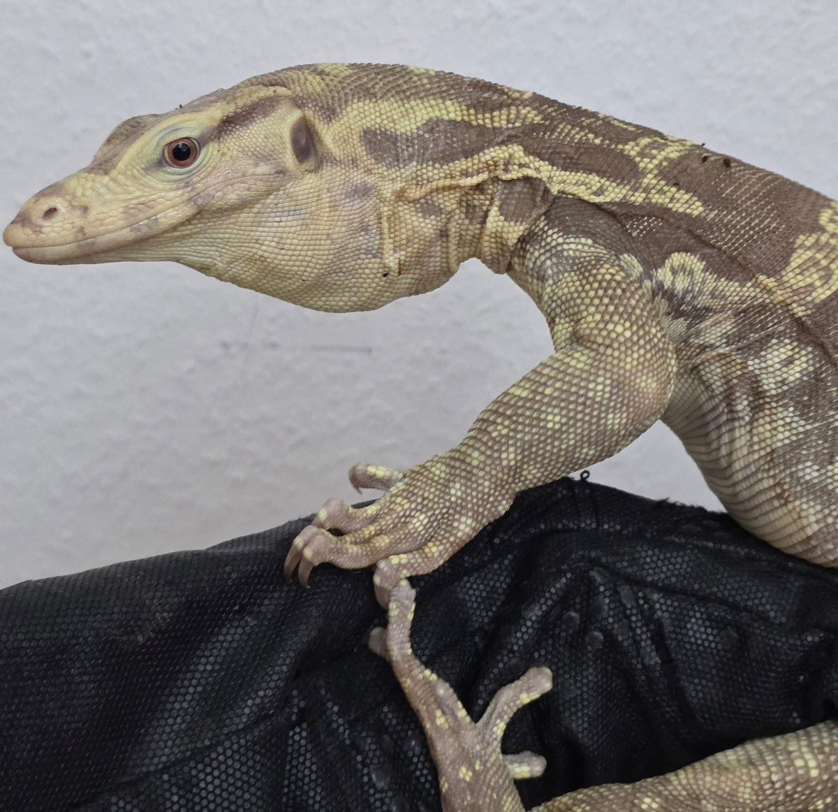 Bindenwaran / Varanus salvator