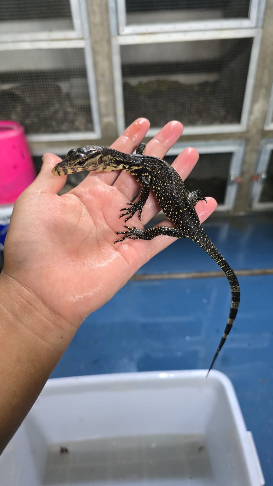Bindenwaran / Varanus salvator