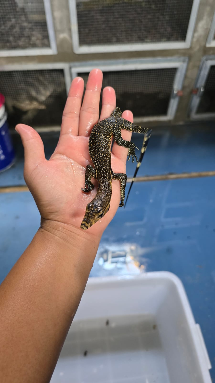 Bindenwaran / Varanus salvator