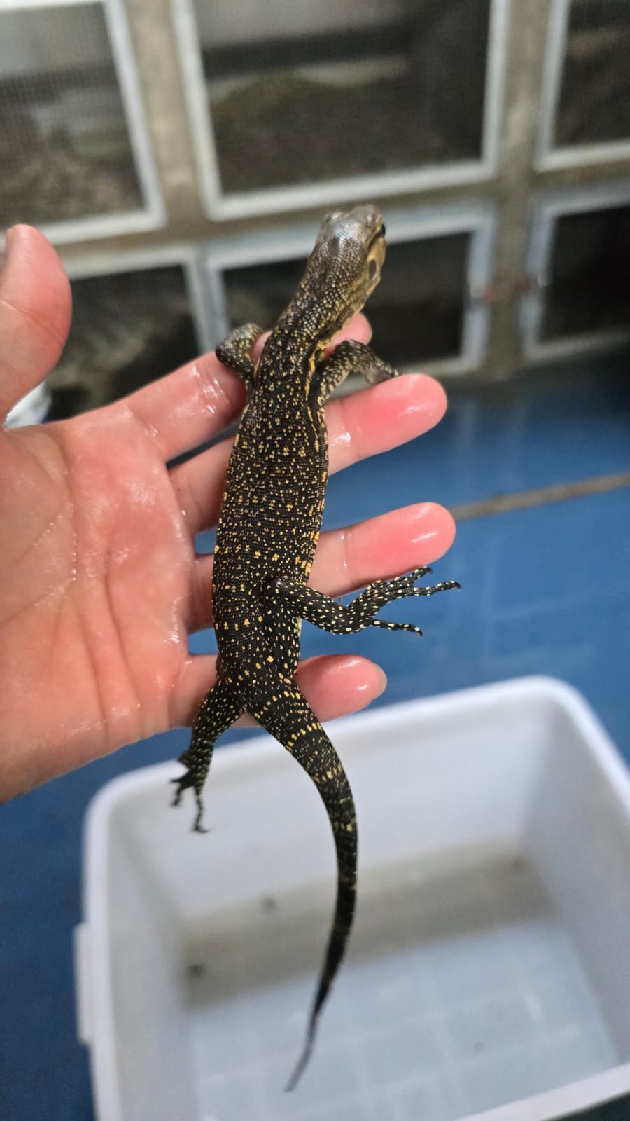 Bindenwaran / Varanus salvator