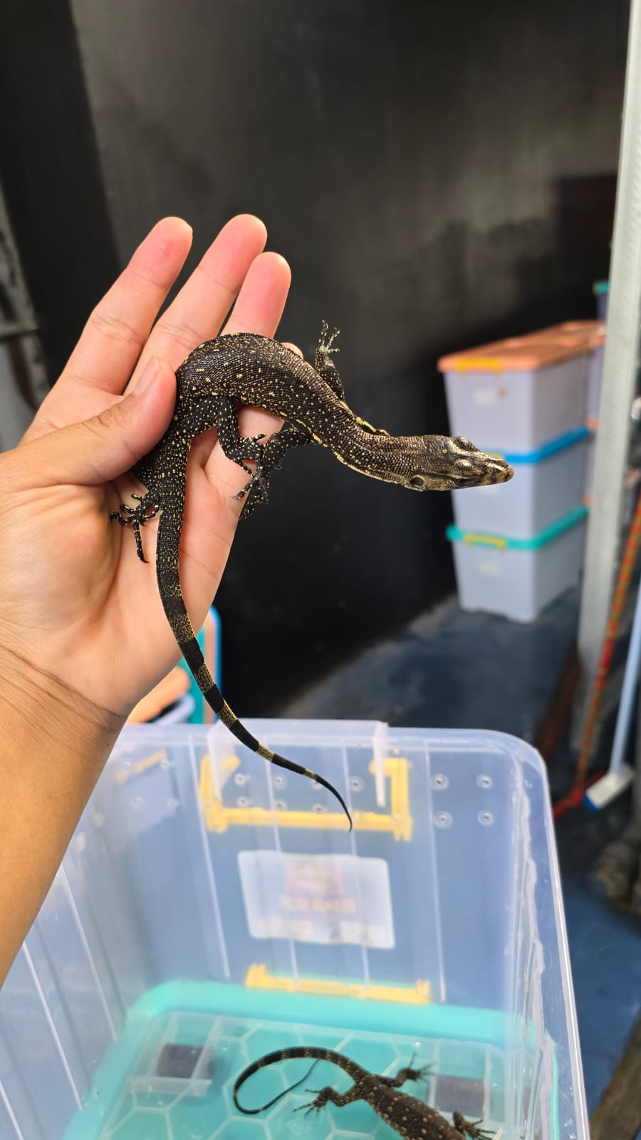 Bindenwaran / Varanus salvator