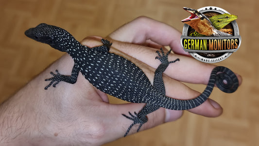 Schwarzer Baumwaran / Varanus beccarii