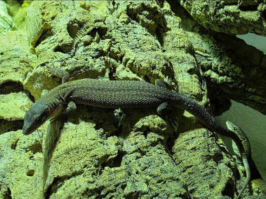 Primo Zwergwaran / Varanus primordius