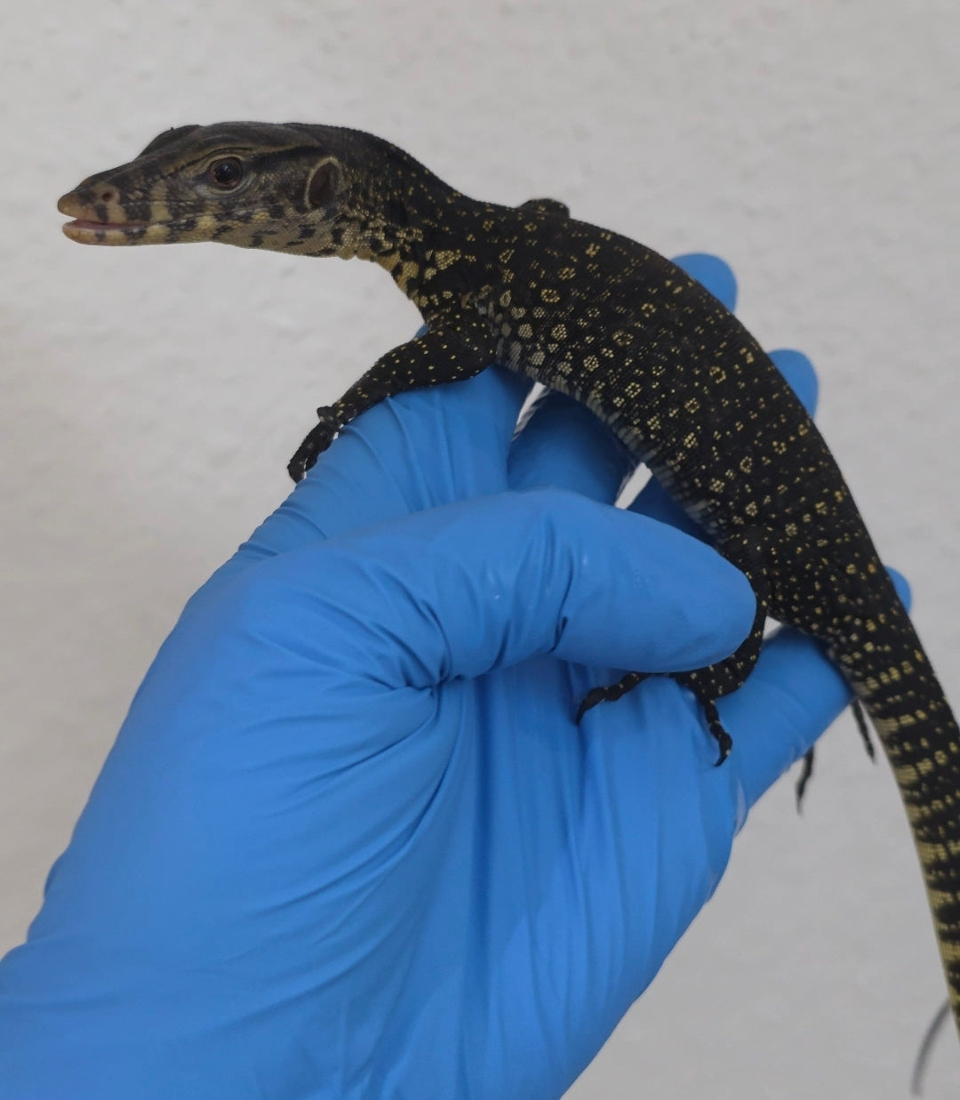 Bindenwaran / Varanus salvator