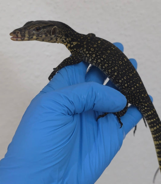 Bindenwaran / Varanus salvator