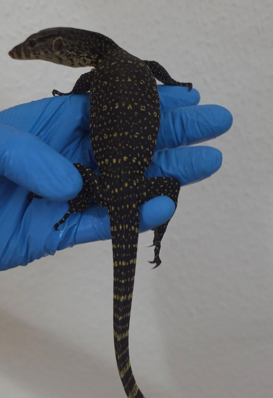 Bindenwaran / Varanus salvator