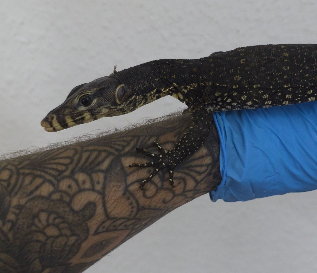 Bindenwaran / Varanus salvator