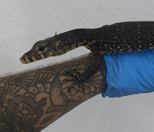 Bindenwaran / Varanus salvator