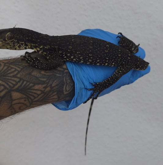 Bindenwaran / Varanus salvator