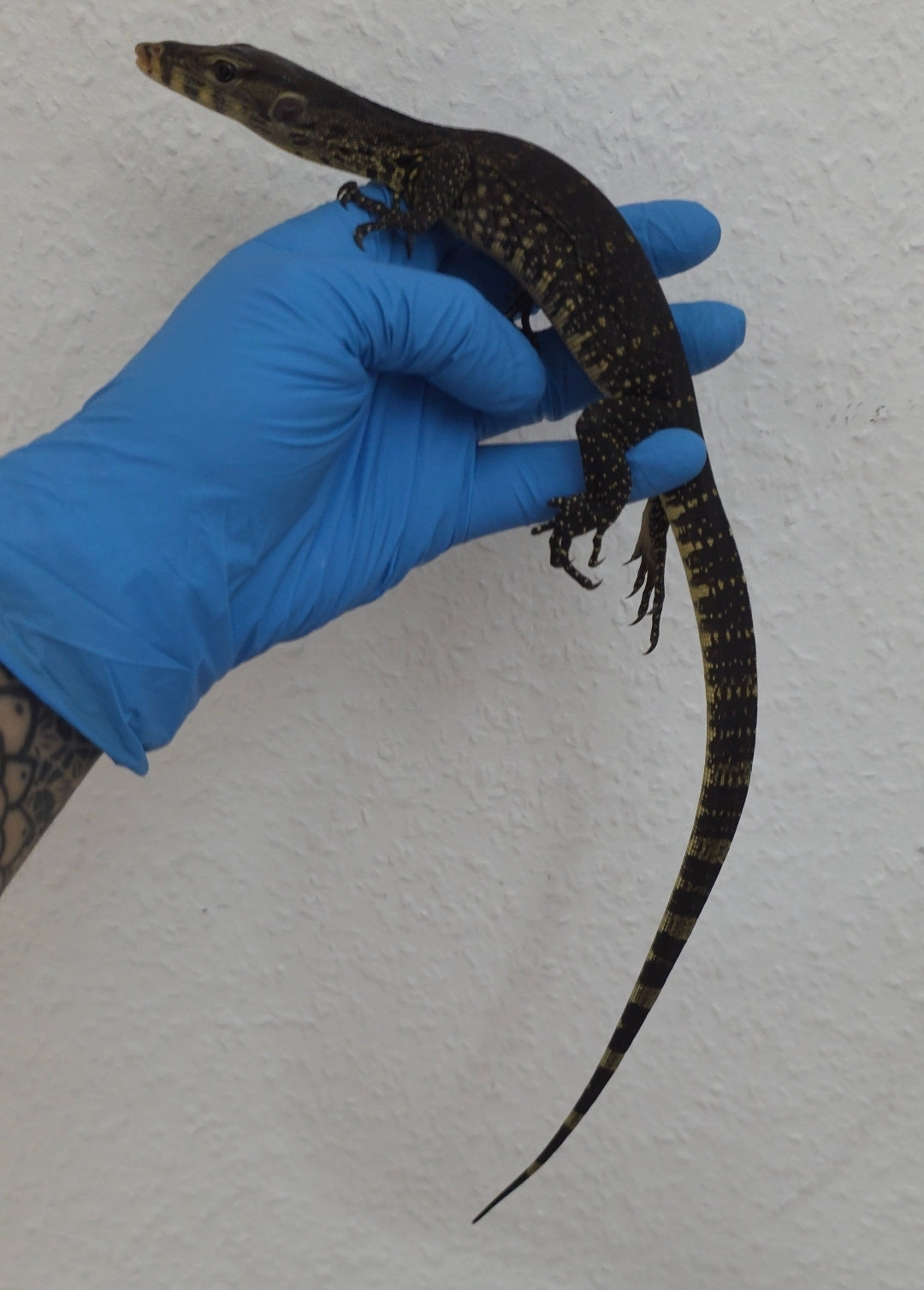 Bindenwaran / Varanus salvator