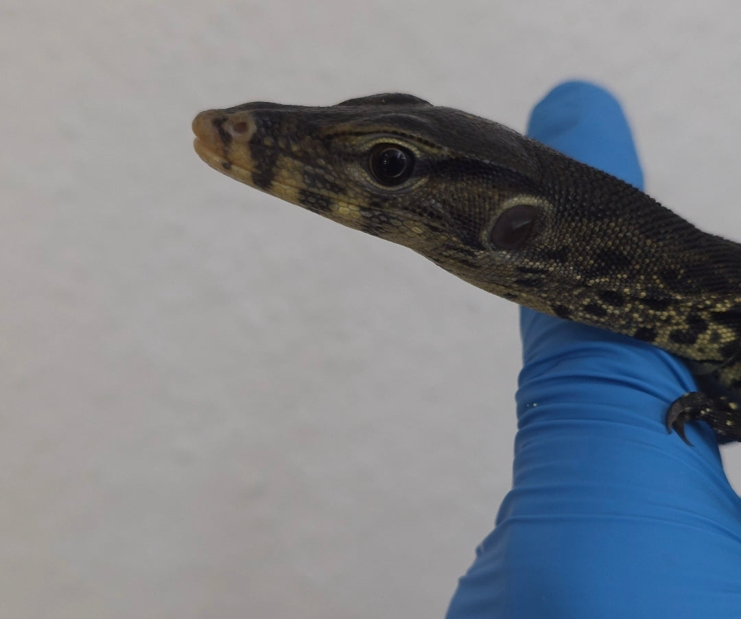 Bindenwaran / Varanus salvator