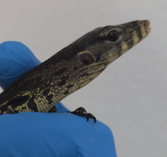 Bindenwaran / Varanus salvator