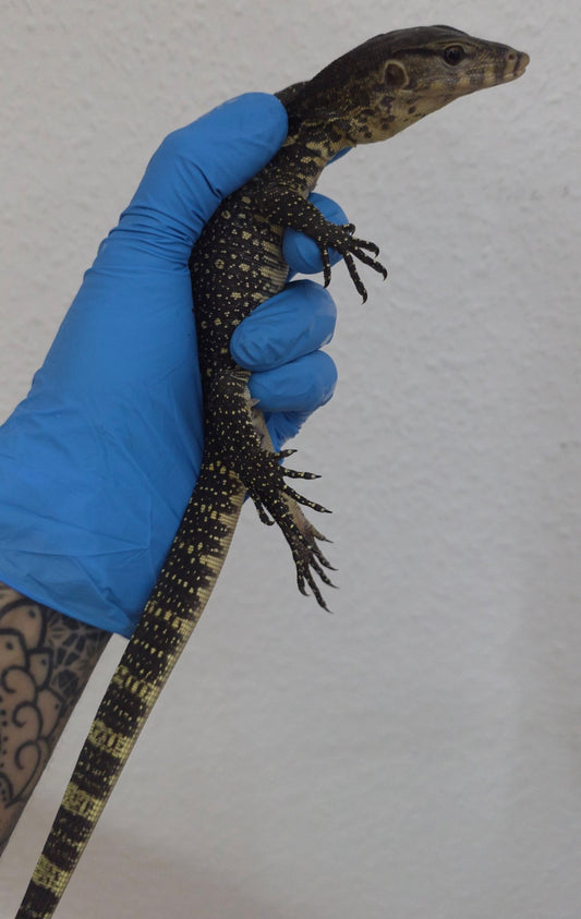 Bindenwaran / Varanus salvator