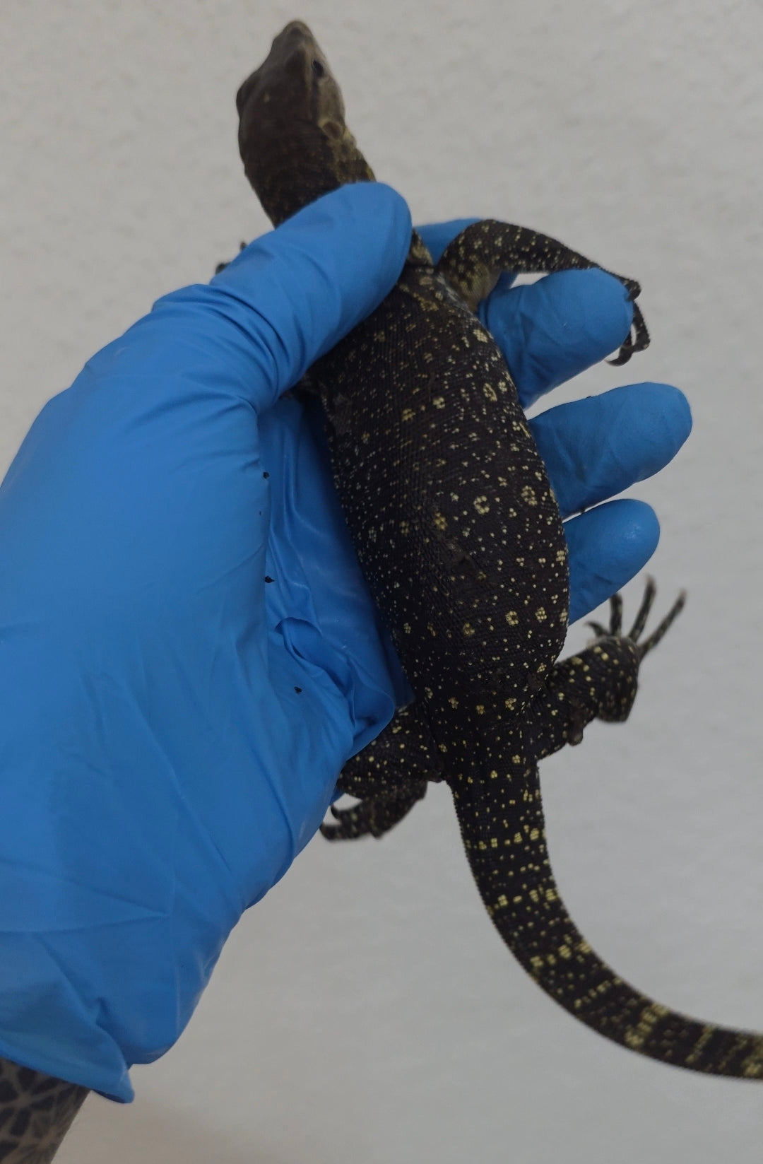 Bindenwaran / Varanus salvator