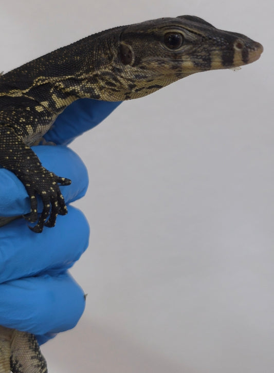 Bindenwaran / Varanus salvator