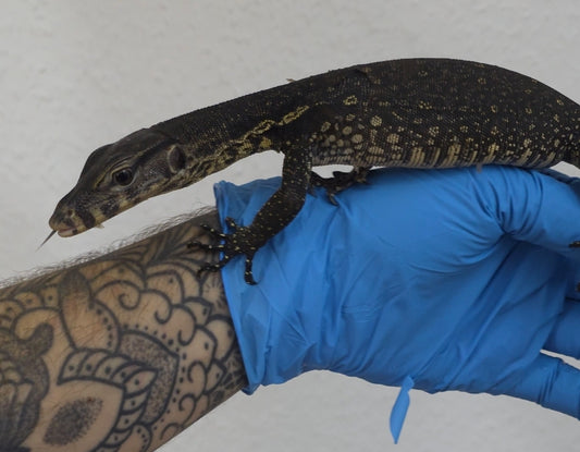 Bindenwaran / Varanus salvator