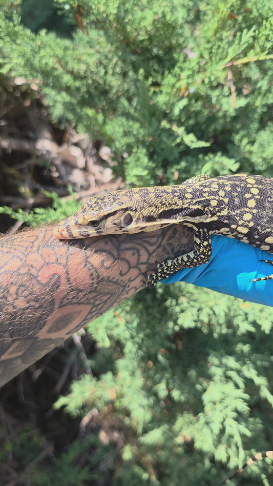 Bindenwaran / Varanus salvator