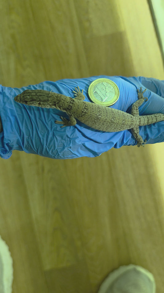 Gillens Zwergwaran / Varanus gilleni