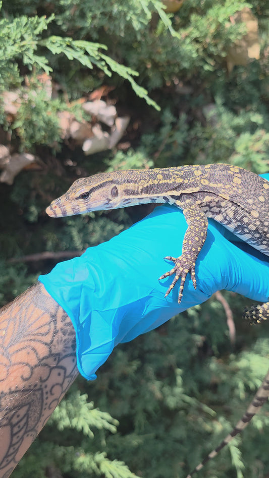 Bindenwaran / Varanus salvator