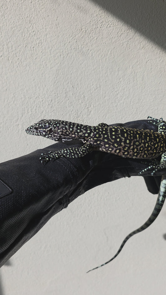 Blauschwanzwaran / Varanus doreanus