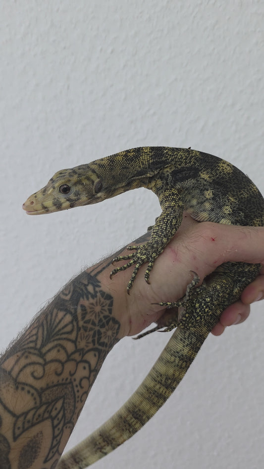 Bindenwaran / Varanus salvator