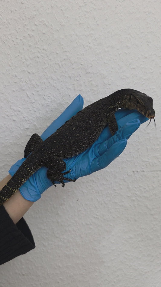 Bindenwaran / Varanus salvator