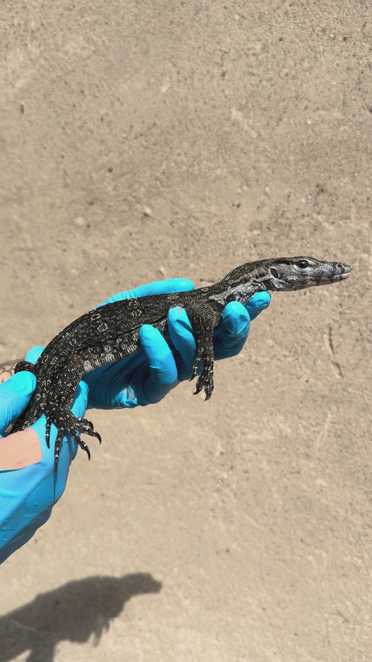 Bindenwaran / Varanus salvator