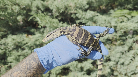 Bindenwaran / Varanus salvator