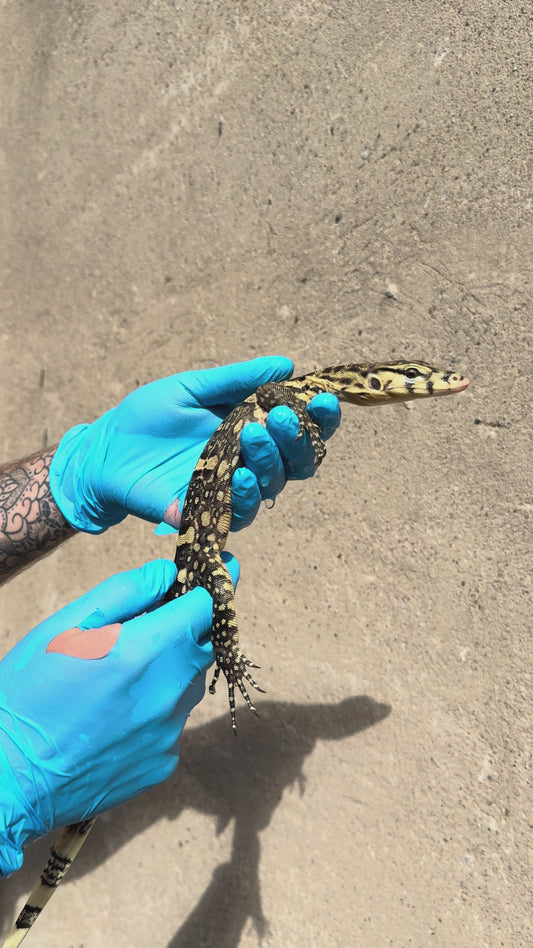 Bindenwaran / Varanus salvator