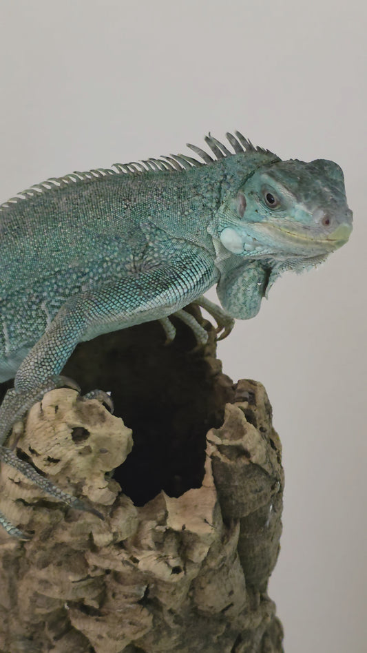 Grüner Leguan / Iguana iguana