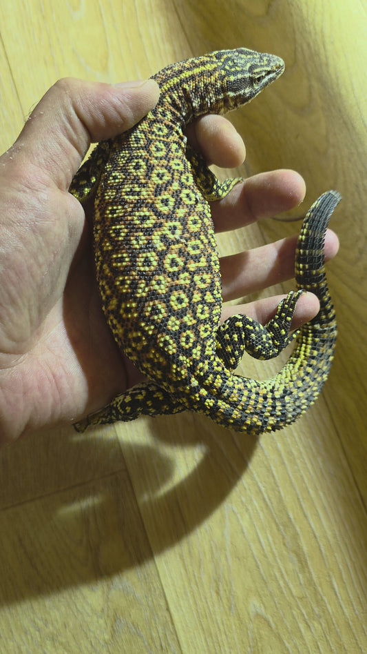 Stachelschwanzwaran / Varanus acanthurus