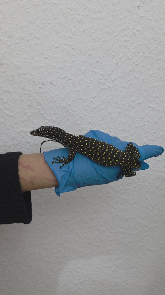 Blauschwanzwaran / Varanus doreanus