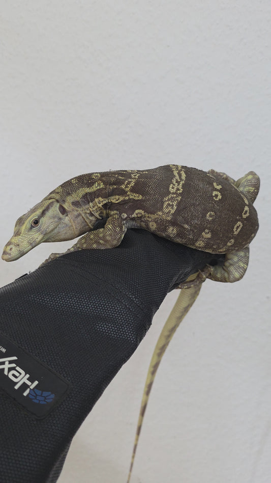 Bindenwaran / Varanus salvator