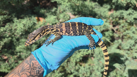Bindenwaran / Varanus salvator