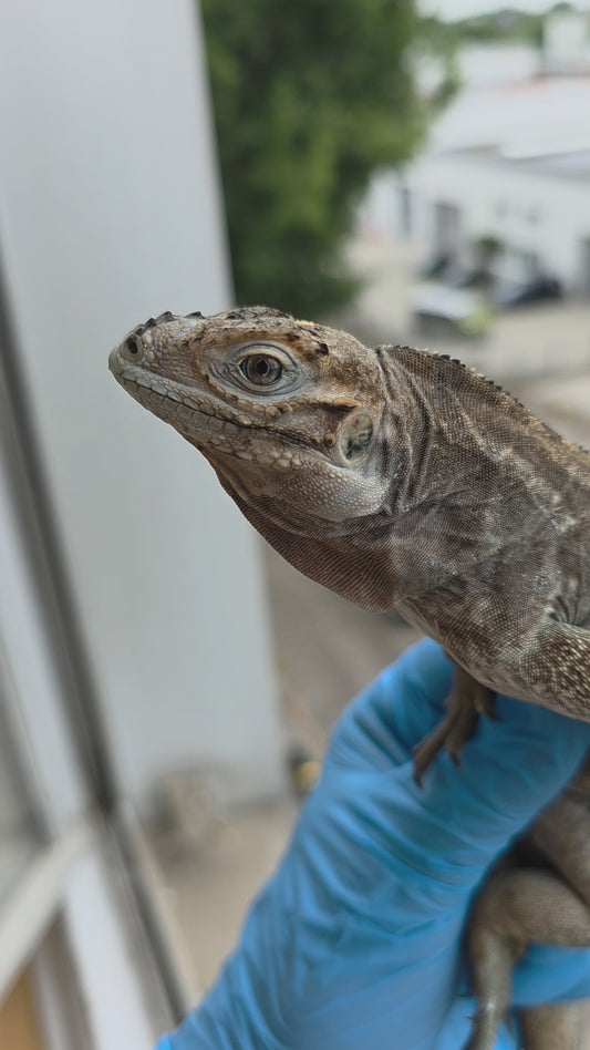 Nashornleguan / Cyclura cornuta