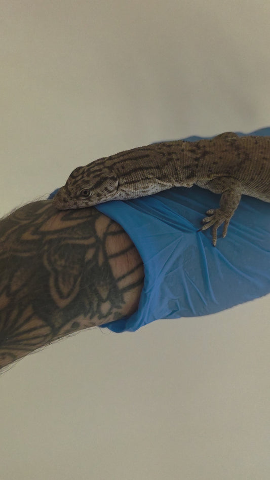 Gillens Zwergwaran / Varanus gilleni