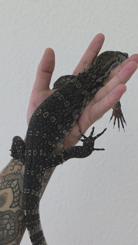 Bindenwaran / Varanus salvator