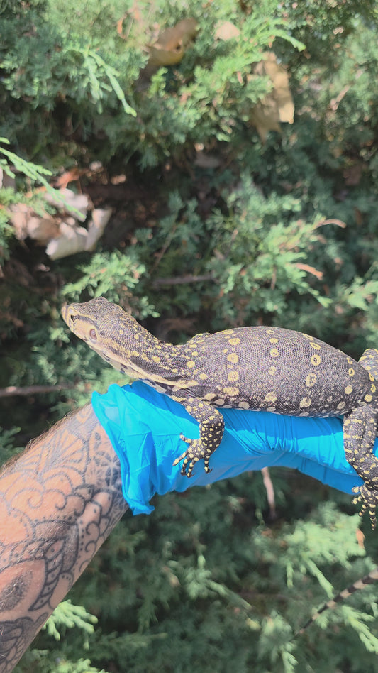 Bindenwaran / Varanus salvator