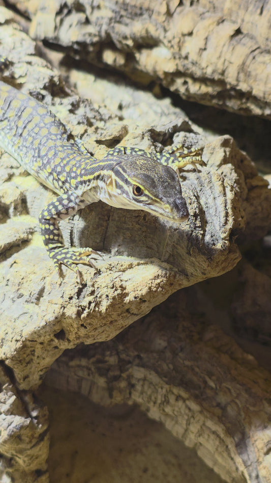Goulds-Waran / Varanus gouldii flavirufus