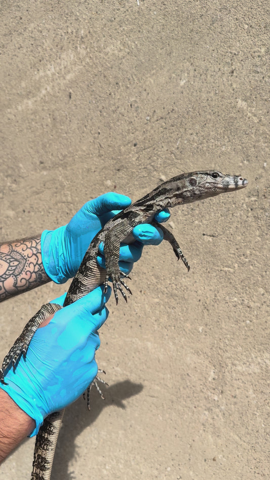 Bindenwaran / Varanus salvator