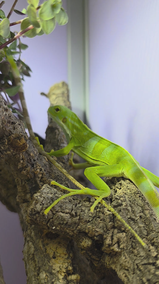 Fidji Leguane / Brachylophus fasciatus