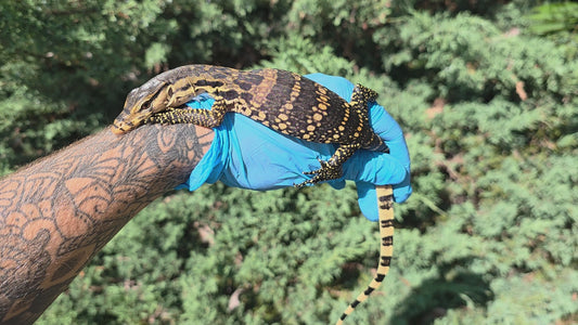 Bindenwaran / Varanus salvator