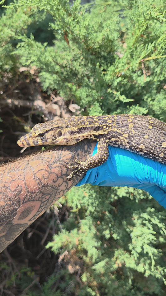 Bindenwaran / Varanus salvator