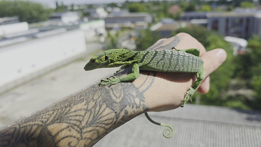 Grüner Baumwaran / Varanus prasinus